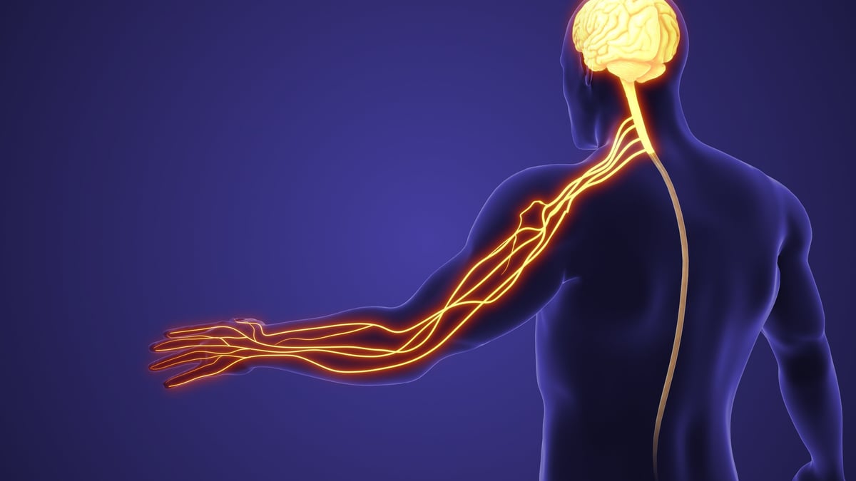 Anatomical illustration of the nerves traveling from the neck down the arm to the hand, showing the median and ulnar nerve pathways