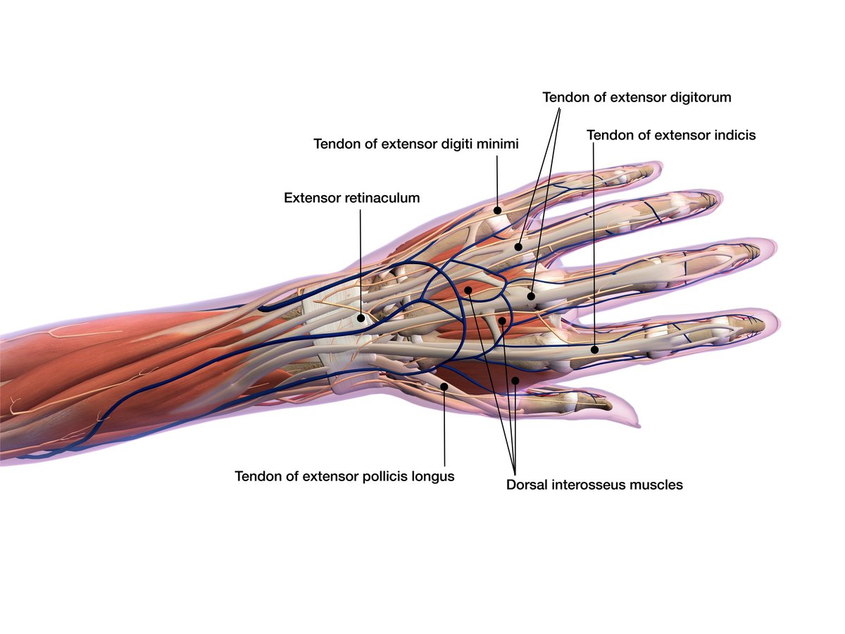 Anatomical illustration of the muscles, tendons and connective tissue of the hand and wrist